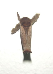 Lebedodes rufithorax