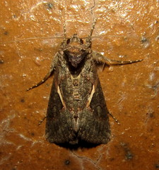 Vittaplusia vittata