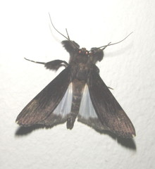 Audea bipunctata