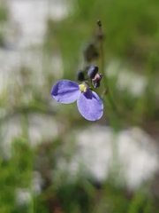 Comesperma defoliatum