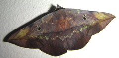 Hypopyra capensis