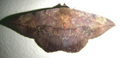 Hypopyra capensis