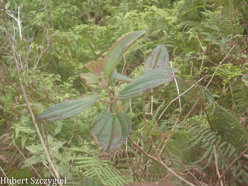 Oxyspora paniculata observed 2026-04-04