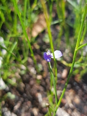 Comesperma defoliatum