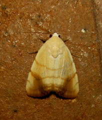 Xanthodes albago