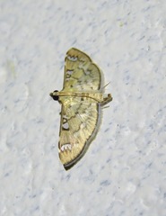 Cotachena hicana