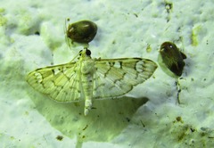 Cotachena hicana