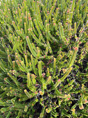 Baeckea imbricata, photograph (c) mwseek, some rights reserved (CC BY)