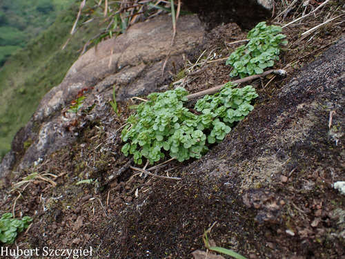 Pilea peploides observed 2026-04-04
