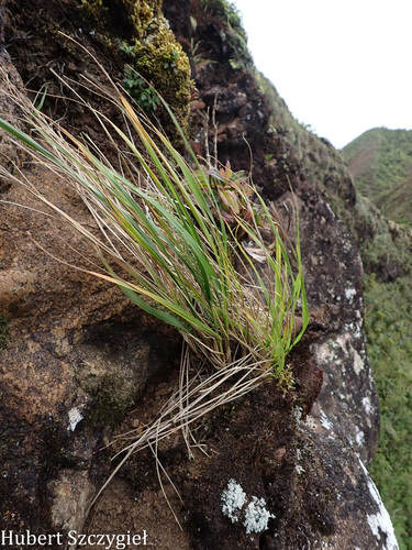 Eragrostis variabilis observed 2026-04-04