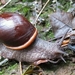 Dryptus moritzianus - Photo (c) Luis Ángel Niño Barreat, μερικά δικαιώματα διατηρούνται (CC BY-NC), uploaded by Luis Ángel Niño Barreat