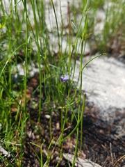 Comesperma defoliatum