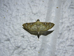 Cotachena hicana