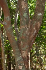 Aglaia lawii
