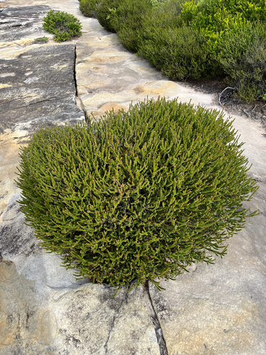 Baeckea imbricata, photograph 5