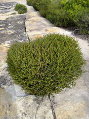 Baeckea imbricata, photograph (c) mwseek, some rights reserved (CC BY)