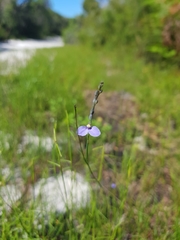 Comesperma defoliatum