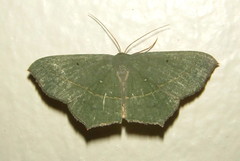Traminda vividaria
