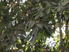 Aglaia lawii