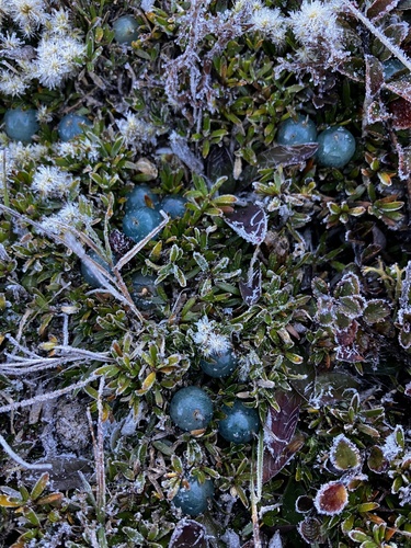 Coprosma petriei, photograph 5