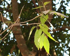 Aglaia lawii