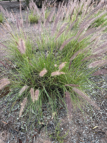 Fountain Grass