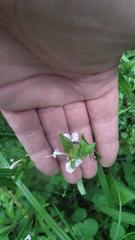 Hypoestes triflora