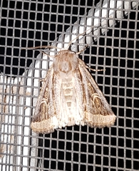Proteuxoa angasi