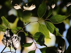 Aglaia lawii