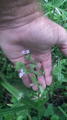 Hypoestes triflora