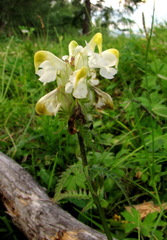 Pedicularis compacta