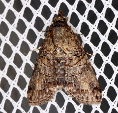 Lophoptera hemithyris