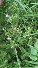 Hypoestes triflora