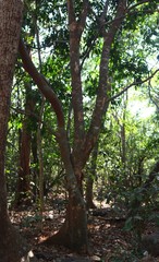 Aglaia lawii