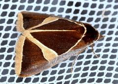 Agamana conjungens