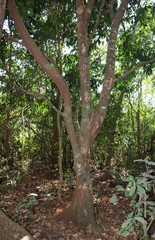 Aglaia lawii