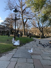 Larus argentatus