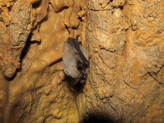 Myotis sibiricus