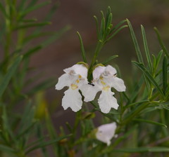 Prostanthera nivea