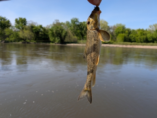 Northern Hog Sucker
