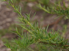 Prostanthera nivea