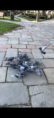 Columba livia domestica