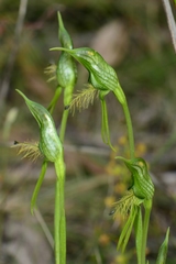 Pterostylis unicornis