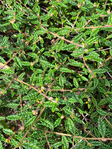 Commersonia hermanniifolia, photograph 2