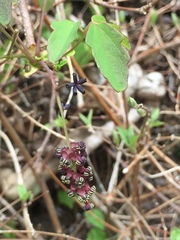 Akebia trifoliata