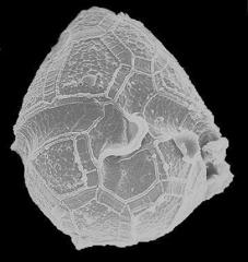 Parvodinium umbonatum