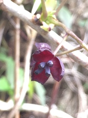 Akebia trifoliata