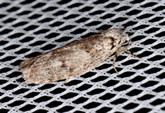 Lichenaula onychotypa