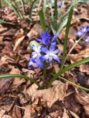 Scilla luciliae