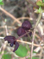 Akebia trifoliata